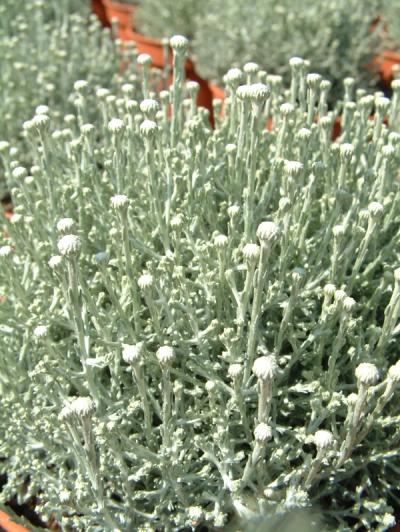 Leucophyta 'Silver Cushion' ®