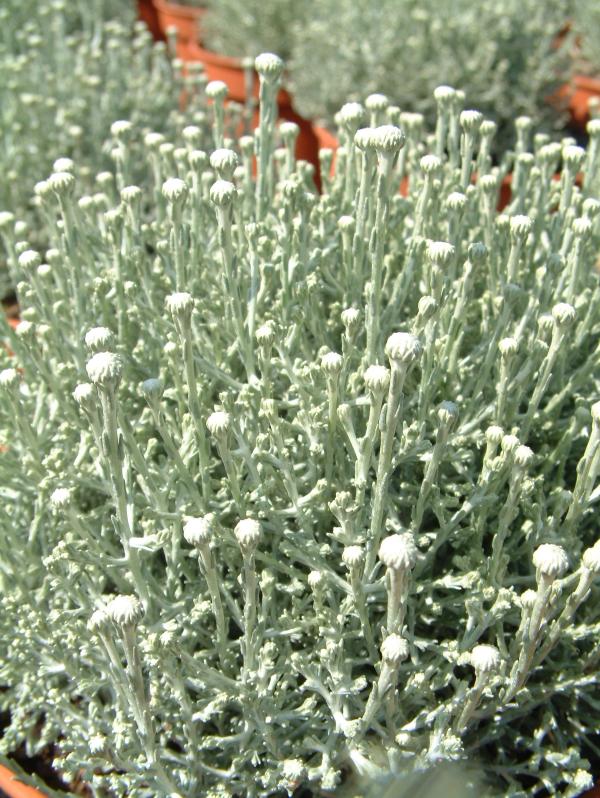 Leucophyta 'Silver Cushion' ®