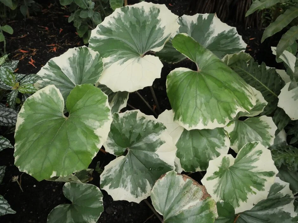 Farfugium japonicum 'Argenteum'