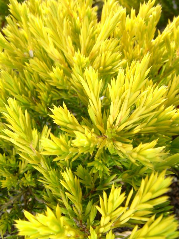 Diosma hirsuta 'Sunset Gold'