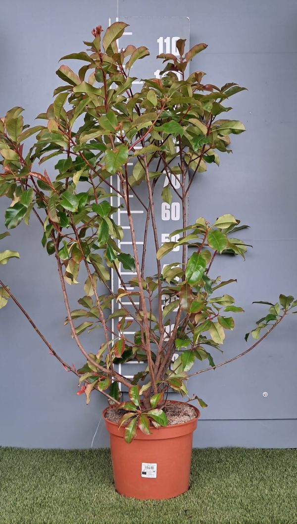 Photinia x fraseri 'Magical Volcano'