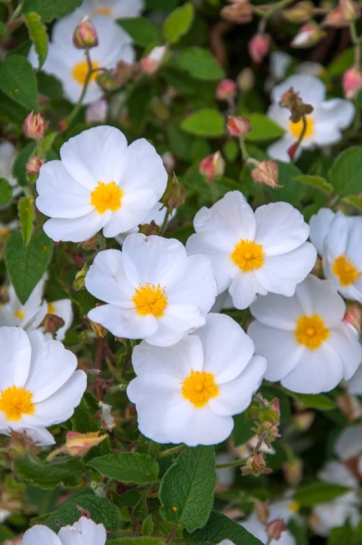 Cistus x hybridus