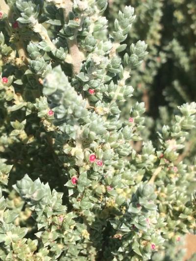 Maireana oppositifolia