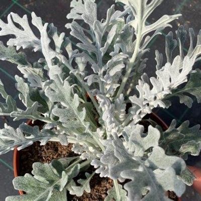 syn. Cineraria