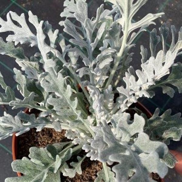 syn. Cineraria