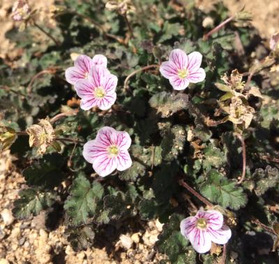 Erodium x variabile 'Roseum'