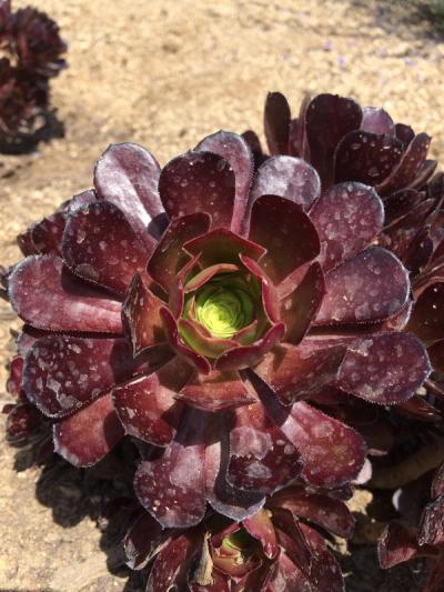 Aeonium arboreum