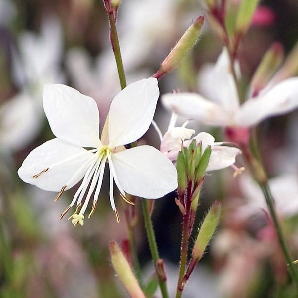 syn. Gaura