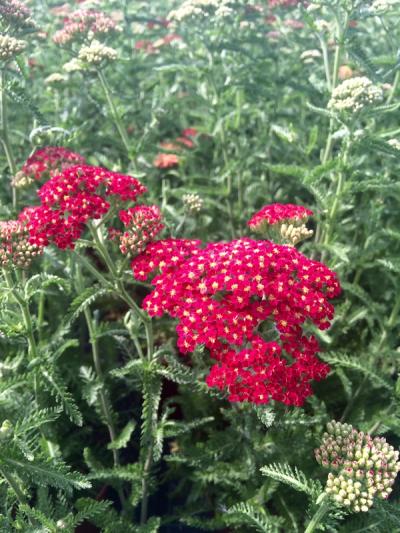 Achillea millefolium 'Paprika'