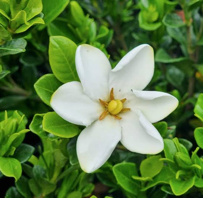 Gardenia grandiflora