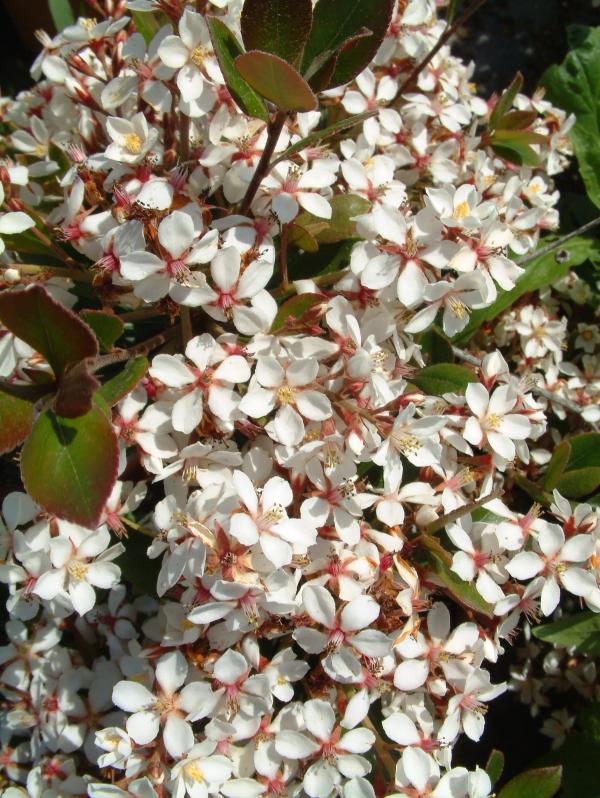 Rhaphiolepis x delacourii 'Blanc'