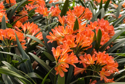 Clivia miniata