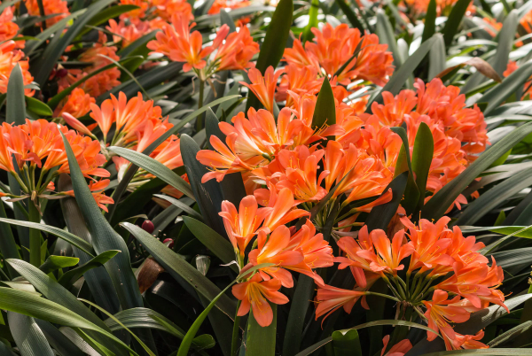 Clivia miniata