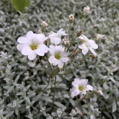 Cerastium tomentosum