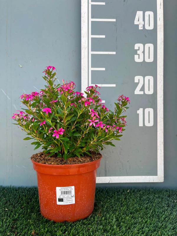 Catharanthus soirée 'Hot Pink'®