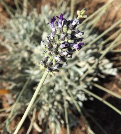 Lavandula lanata