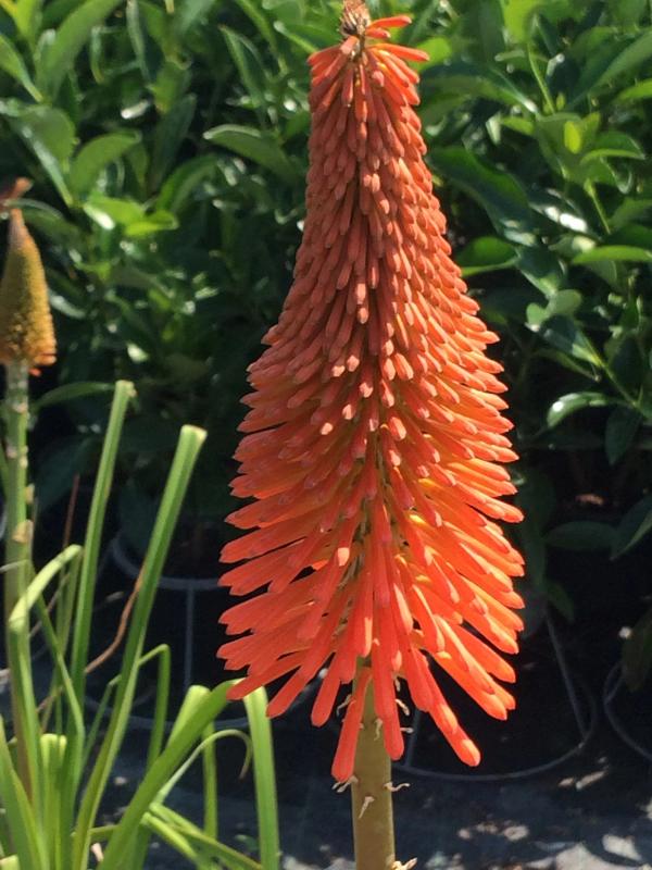 Kniphofia rooperi