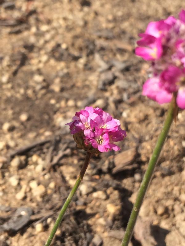 Armeria maritima 'Vezuv'