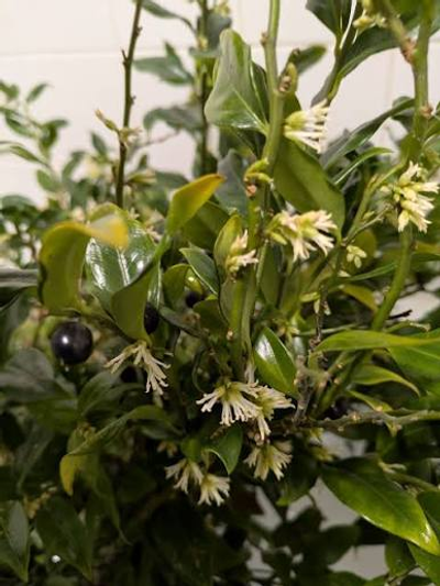 Sarcococca confusa