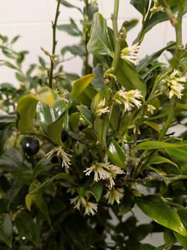 Sarcococca confusa
