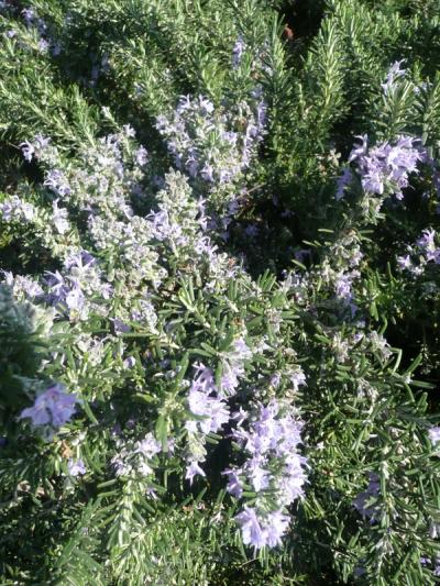 Rosmarinus officinalis 'Boule'