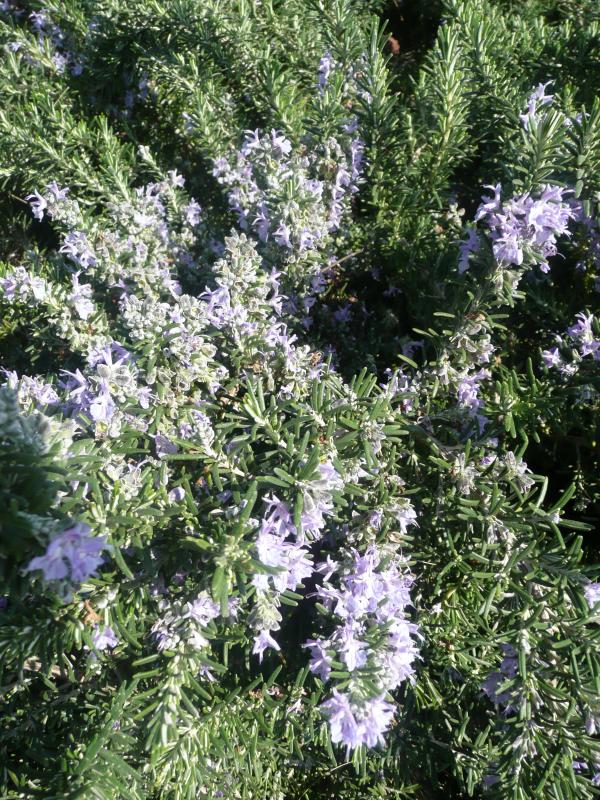 Rosmarinus officinalis 'Boule'