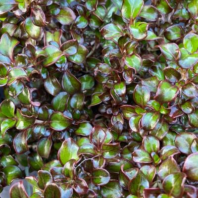 Coprosma 'Chocolate Soldier'