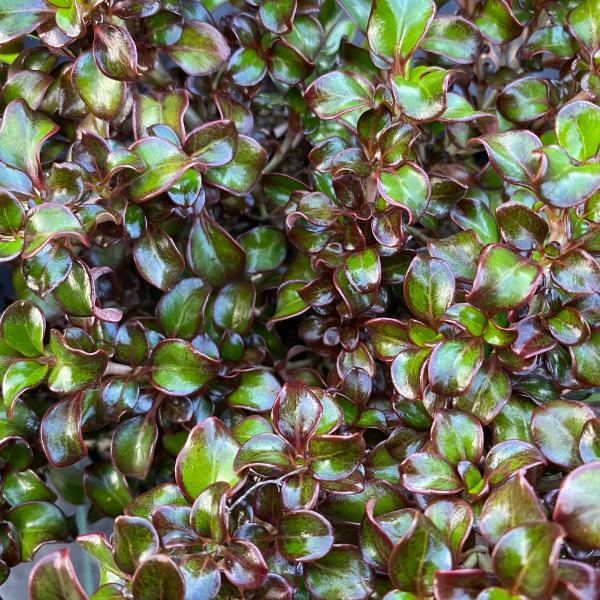 Coprosma 'Chocolate Soldier'