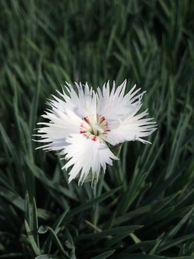 Dianthus anatolicus