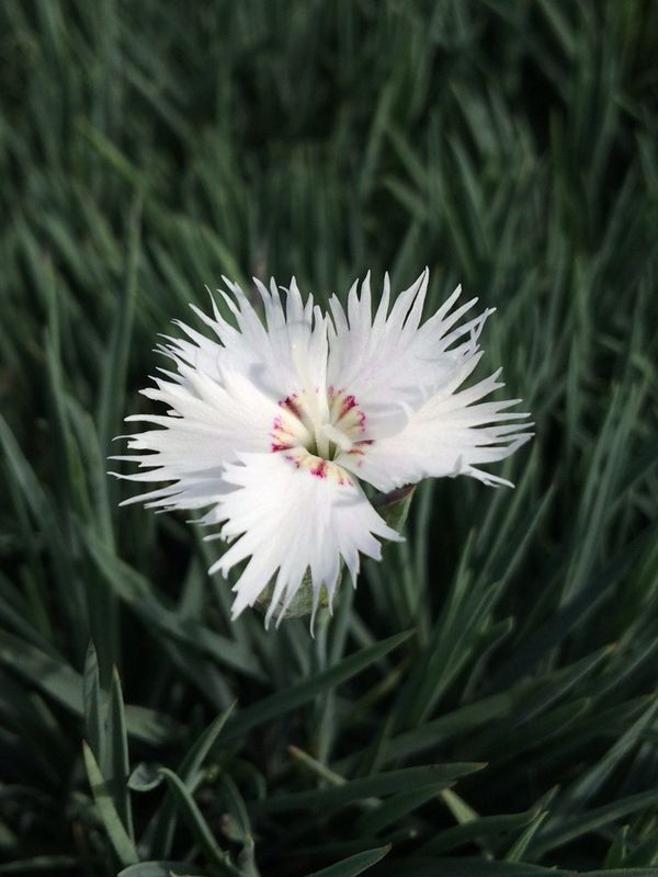 Dianthus anatolicus