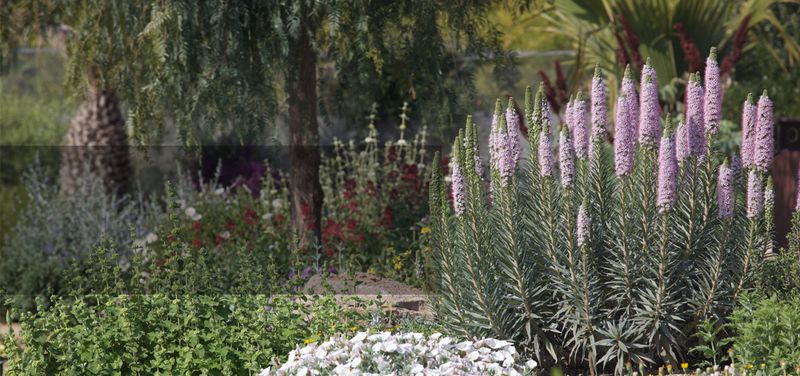 Jardí del Festival Internacional de Allariz amb bambú como protagonista