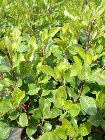 Searsia lucida