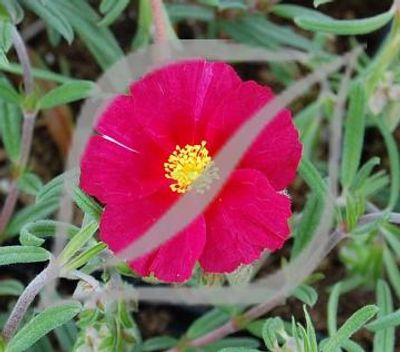 Helianthemum 'Supreme'