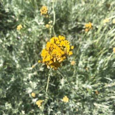 Helichrysum italicum