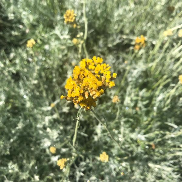 Helichrysum italicum