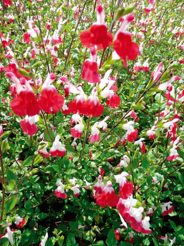 Salvia 'Hot Lips'