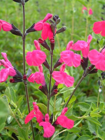 Salvia x jamensis