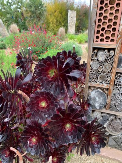 Aeonium 'Zwartkop'
