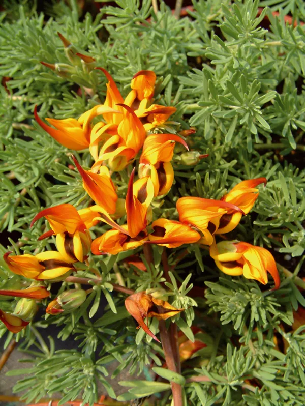 Lotus berthelotii