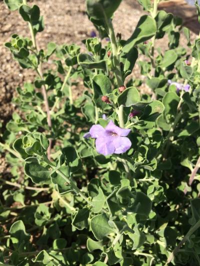 Leucophyllum langmaniae