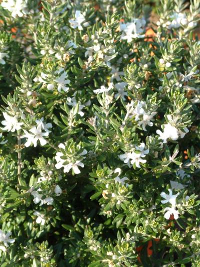 Westringia fruticosa