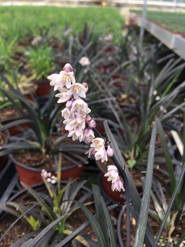 Ophiopogon japonicus planiscapus 'Niger'