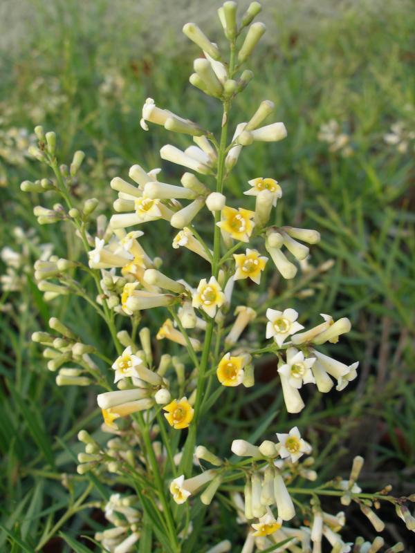 Freylinia lanceolata
