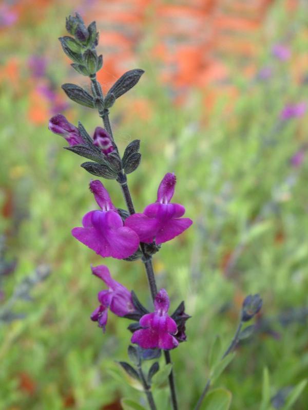 Salvia lycioides