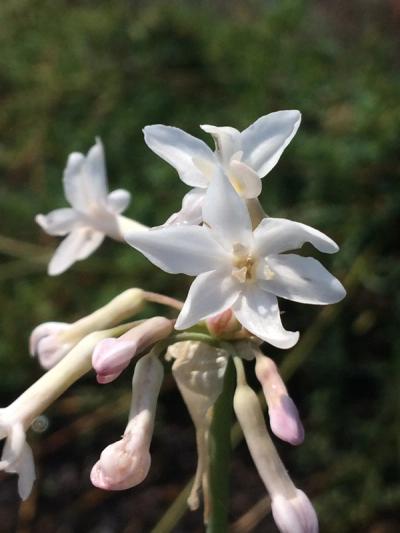 Tulbaghia violacea 'White'