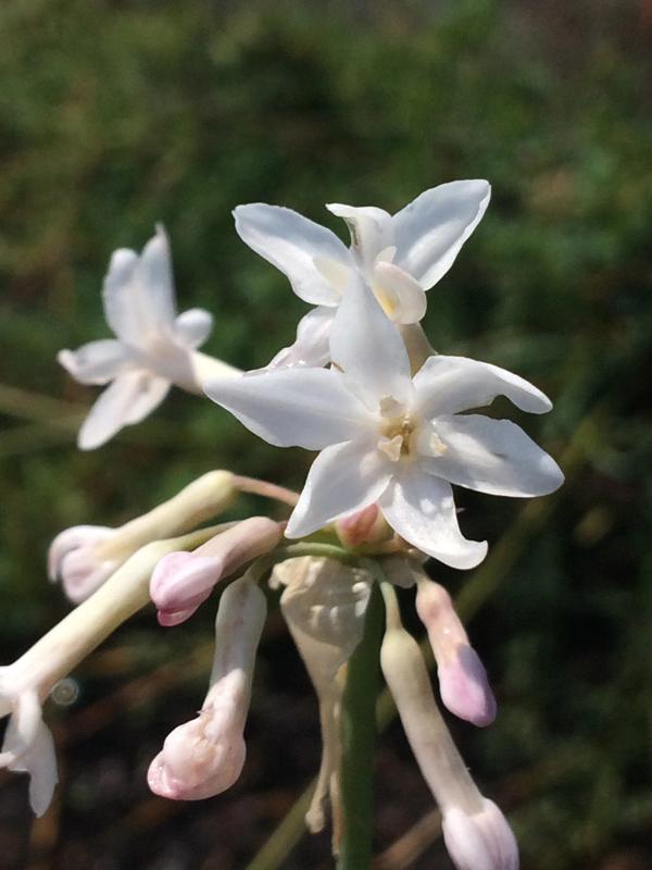 Tulbaghia violacea 'White'