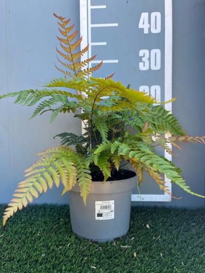 Dryopteris erythrosora 'Compacta'