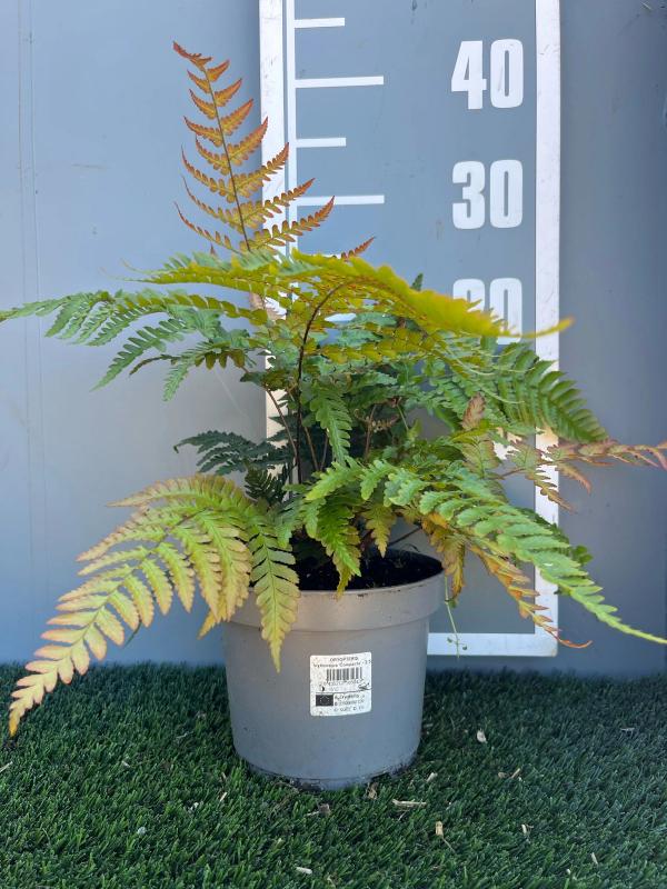 Dryopteris erythrosora 'Compacta'