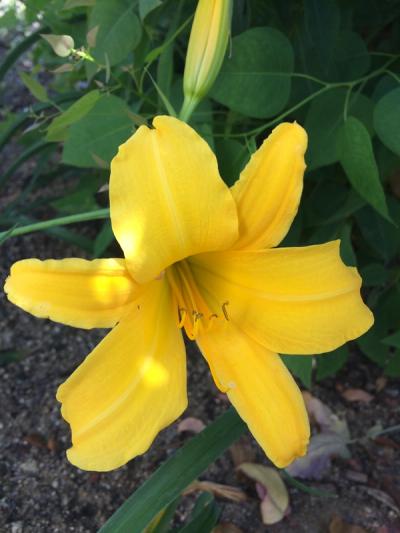 Hemerocallis 'Earlianna'