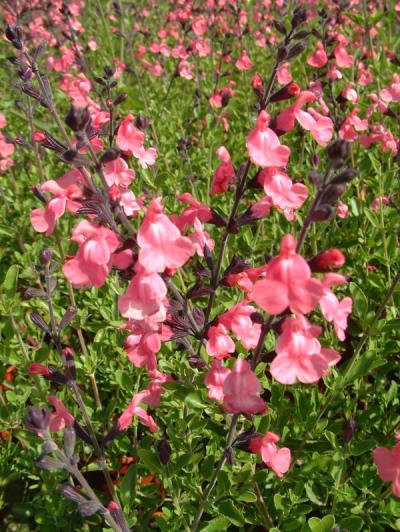 Salvia x jamensis 'La Siesta'